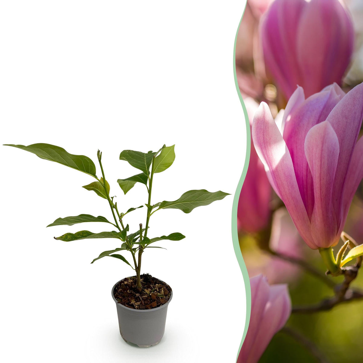 Magnolia ‘Heaven Scent’ – laubabwerfend & pflegeleicht – rosa Blüte – 12 cm Topf, ca. 30 cm hoch - Green Guardia - Ihr Experte für Schädlinge und Pflanzen