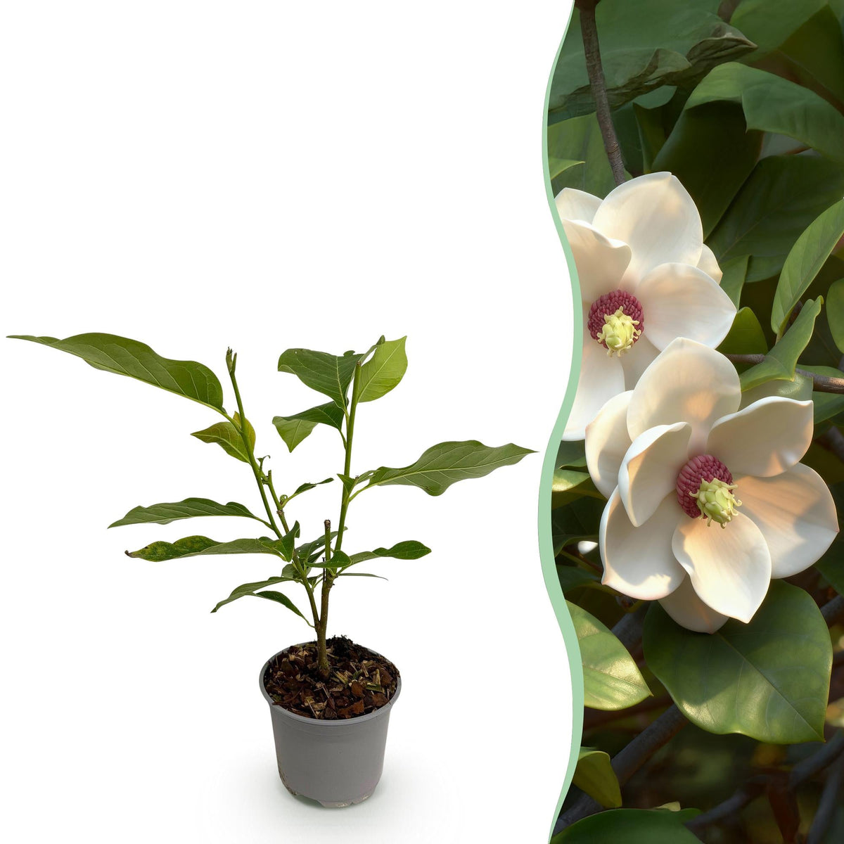 Magnolia sieboldii – laubabwerfend & pflegeleicht – weiß - rote Blüte – 12 cm Topf, ca. 30 cm hoch - Green Guardia - Ihr Experte für Schädlinge und Pflanzen