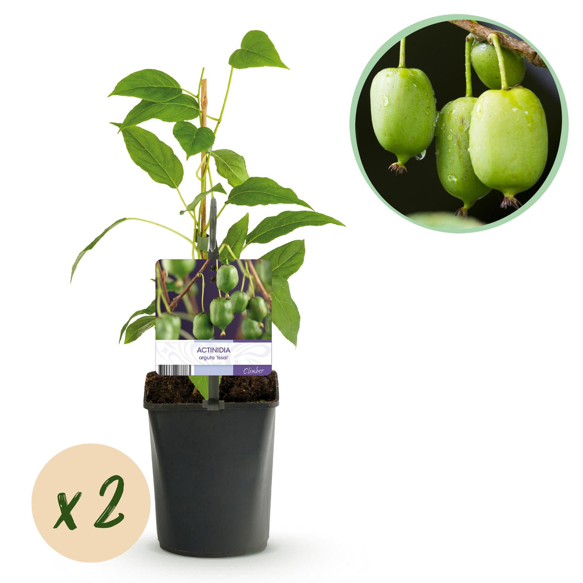 Mini - Kiwi „Issai“ – Actinidia arguta, 2 Pflanzen, Topf 11 cm, ca. 40 cm Höhe - Green Guardia - Ihr Experte für Schädlinge und Pflanzen