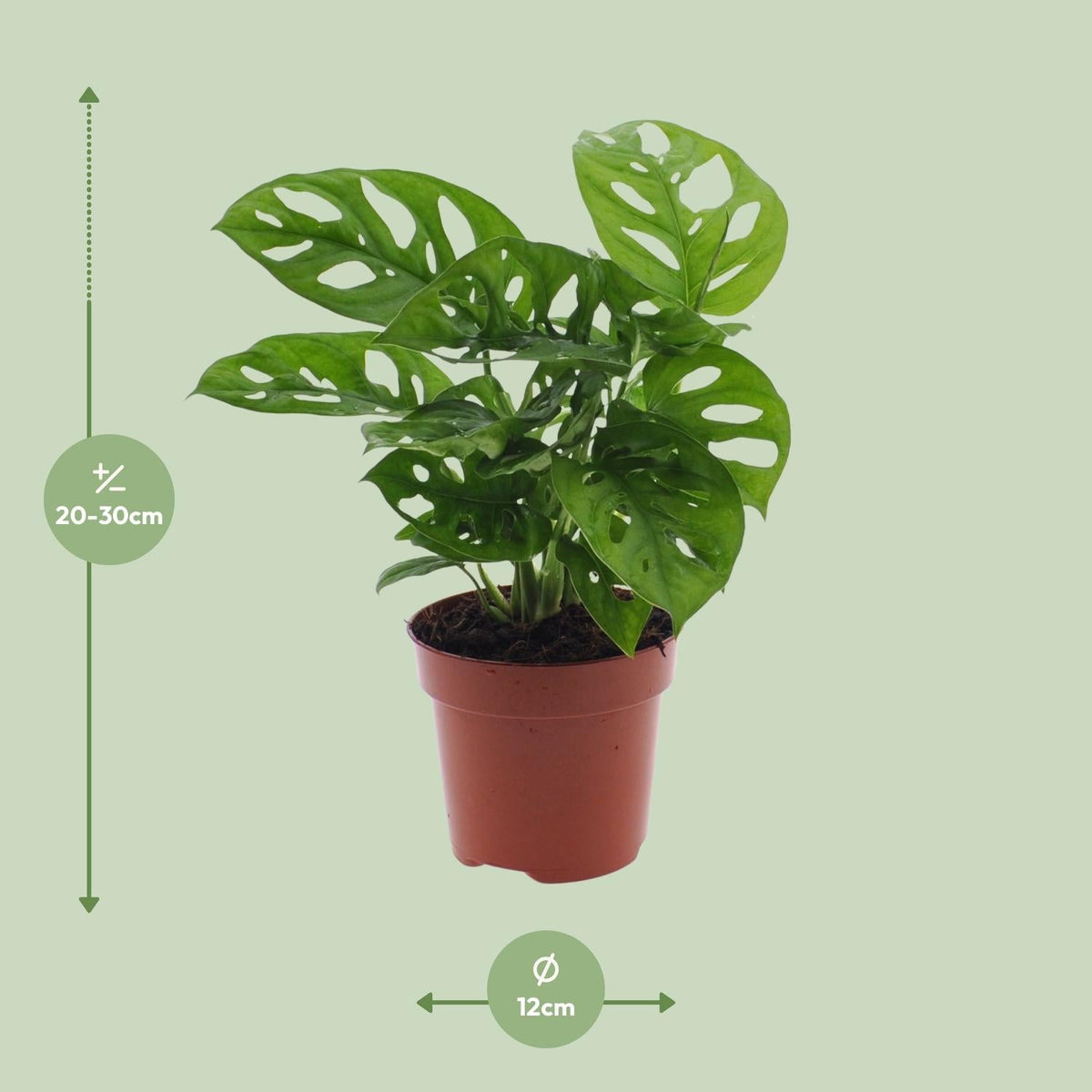 Monstera Monkey Leaf – Fensterblatt - 30 - 180 cm - Green Guardia - Ihr Experte für Schädlinge und Pflanzen