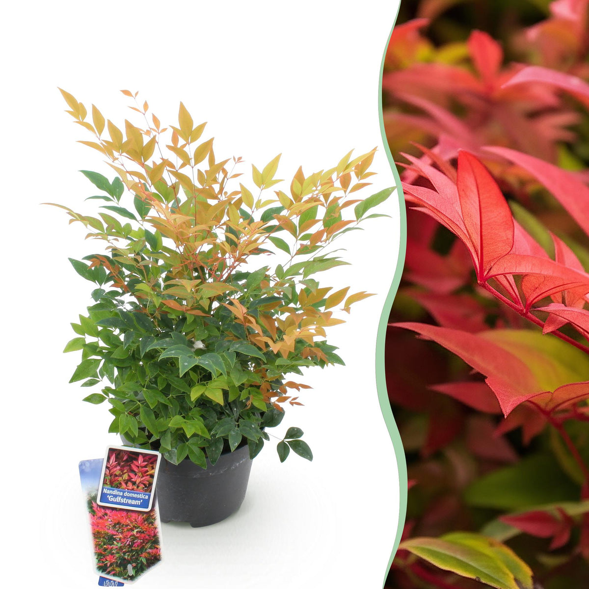Nandina ‘Gulfstream’ – immergrün & pflegeleicht – orange – 17 cm Topf, ca. 45 cm hoch - Green Guardia - Ihr Experte für Schädlinge und Pflanzen