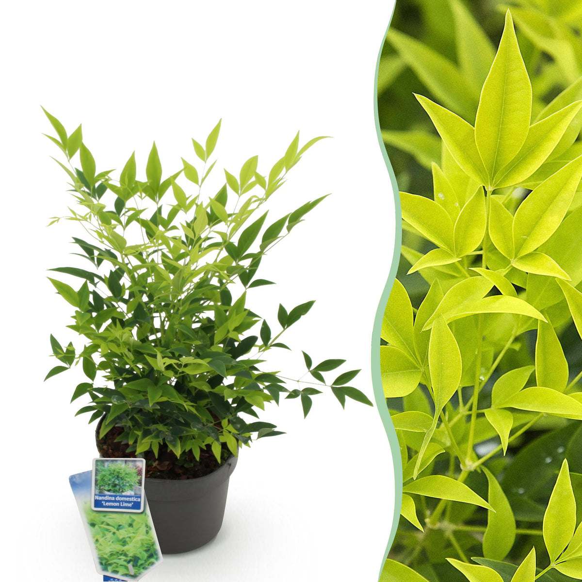 Nandina ‘Lemon & Lime’ – immergrün & pflegeleicht – gelb – 17 cm Topf, ca. 45 cm hoch - Green Guardia - Ihr Experte für Schädlinge und Pflanzen