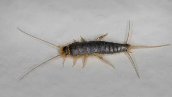 Papierfische
