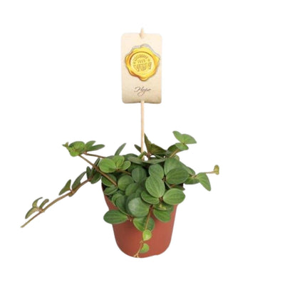 Peperomia ‘Hope’ – Peperomie - 12cm Topf, 15cm hoch - Green Guardia - Ihr Experte für Schädlinge und Pflanzen