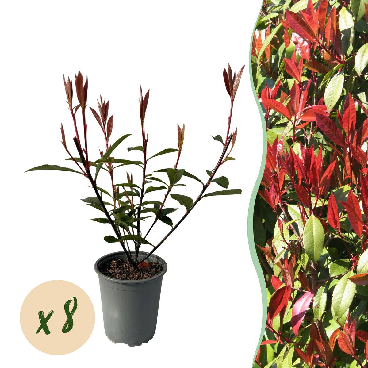 Photinia Fraseri ‘Carré Rouge’ – Glanzmispel, 8 Pflanzen - 9 cm Topf, 30–35 cm hoch - Green Guardia - Ihr Experte für Schädlinge und Pflanzen