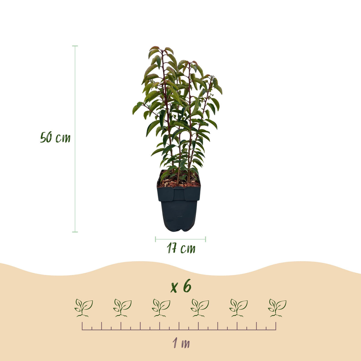 Prunus Lusitanica ‘Angustifolia’ – Portugiesische Lorbeerkirsche - Green Guardia - Ihr Experte für Schädlinge und Pflanzen