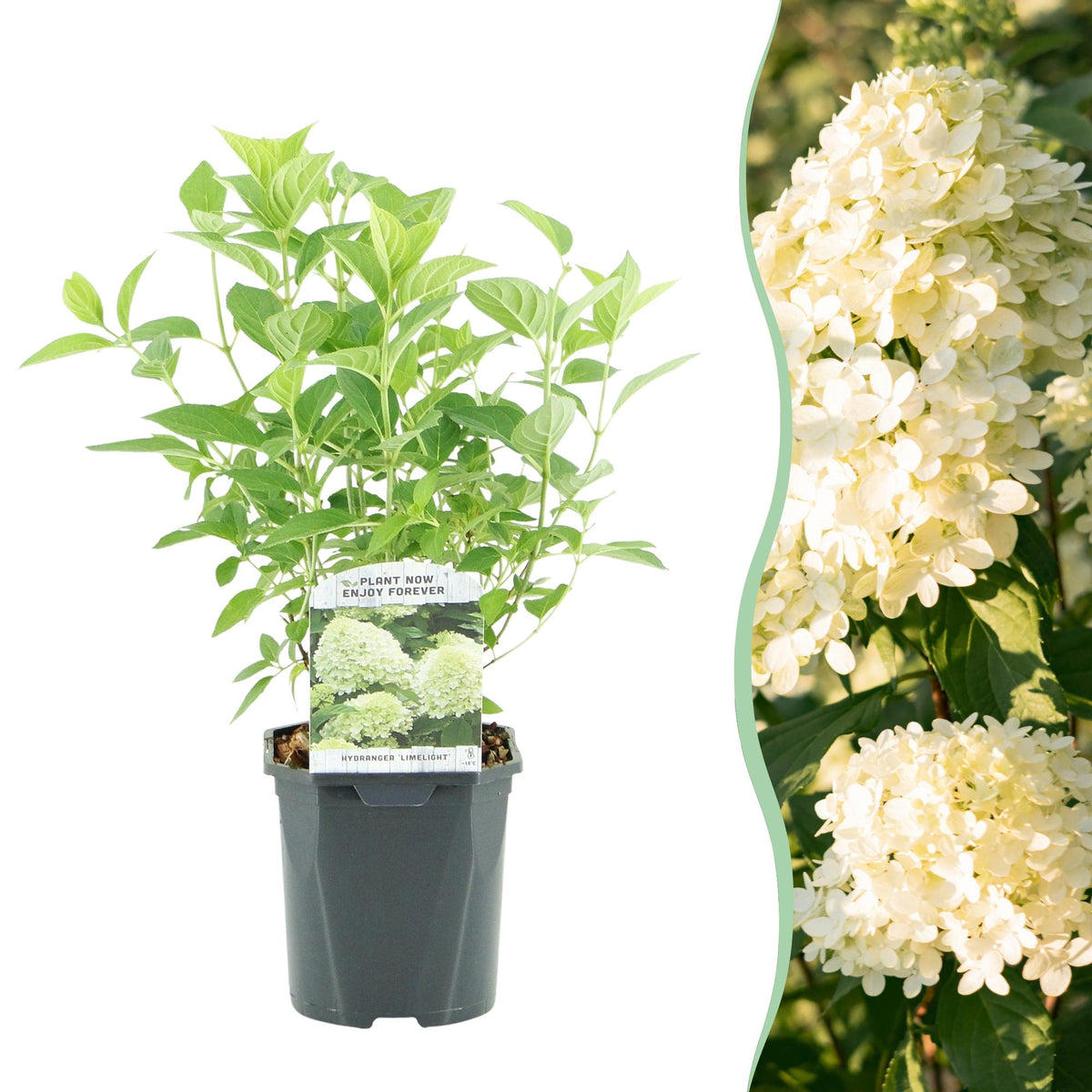 Rispenhortensie ‘Limelight’ – cremeweiße Blüten, im 17 cm Topf, 50 cm hoch - Green Guardia - Ihr Experte für Schädlinge und Pflanzen