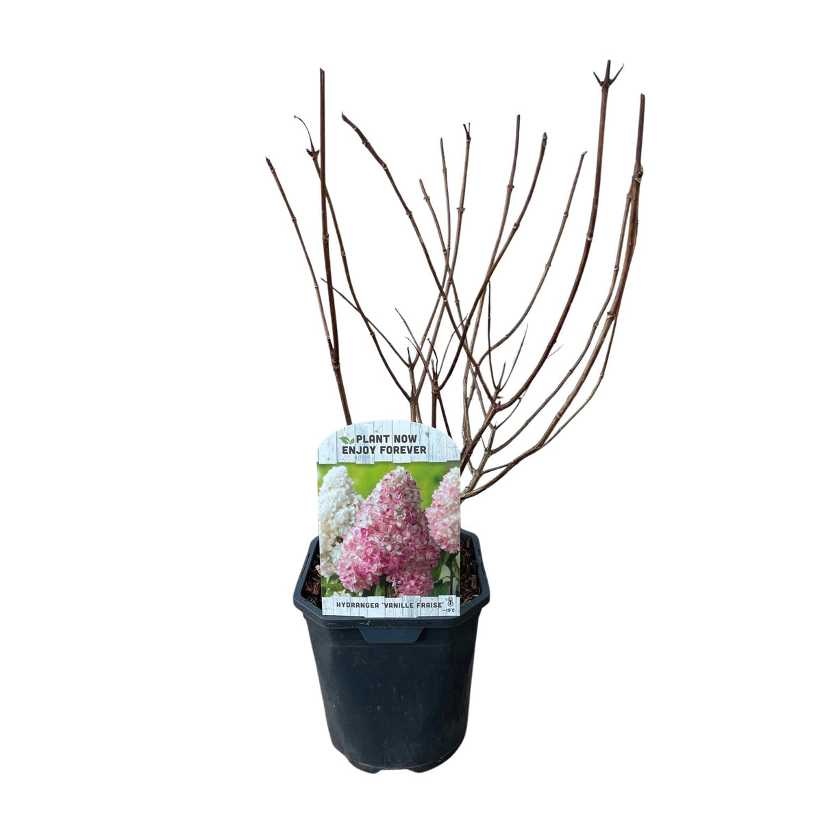 Rispenhortensie ‘Vanille Fraise’ – laubabwerfend, große weiß - rosa Blüten, 17 cm Topf, 50 cm hoch - Green Guardia - Ihr Experte für Schädlinge und Pflanzen