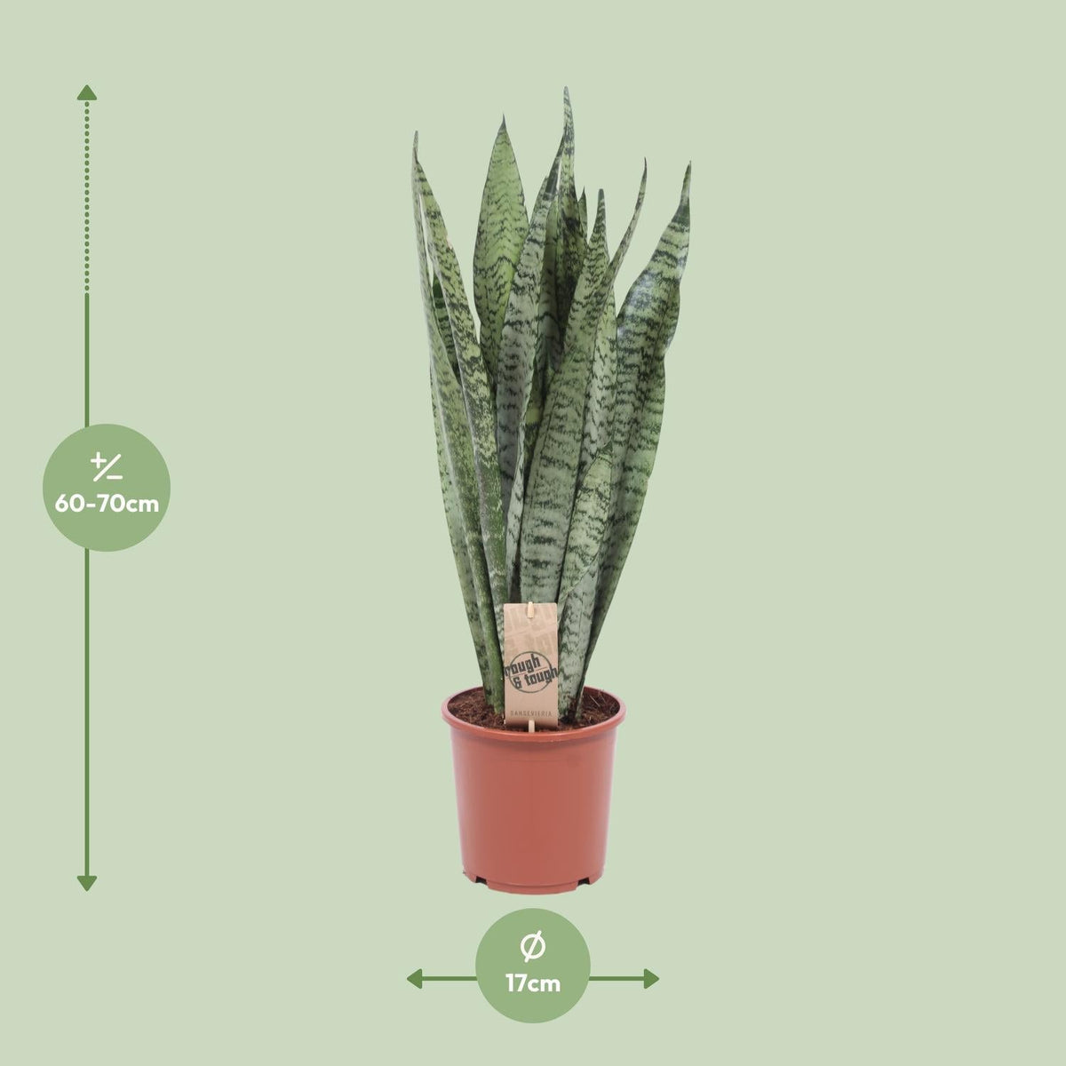 Sansevieria Zeylanica – Zeylanischer Bogenhanf - 70 - 120 cm - Green Guardia - Ihr Experte für Schädlinge und Pflanzen
