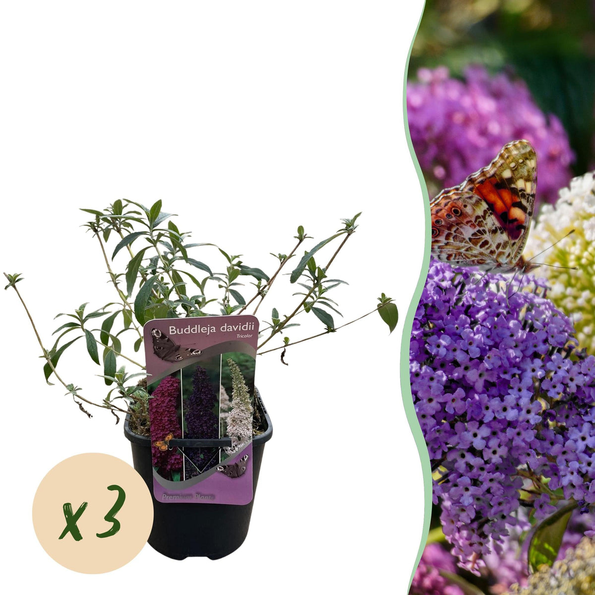 Schmetterlingsstrauch ‘Tricolour’ – Blüten in Rosa, Weiß und Lila, schmetterlingsanlockend, 3 Pflanzen, 17 cm Topf - Green Guardia - Ihr Experte für Schädlinge und Pflanzen