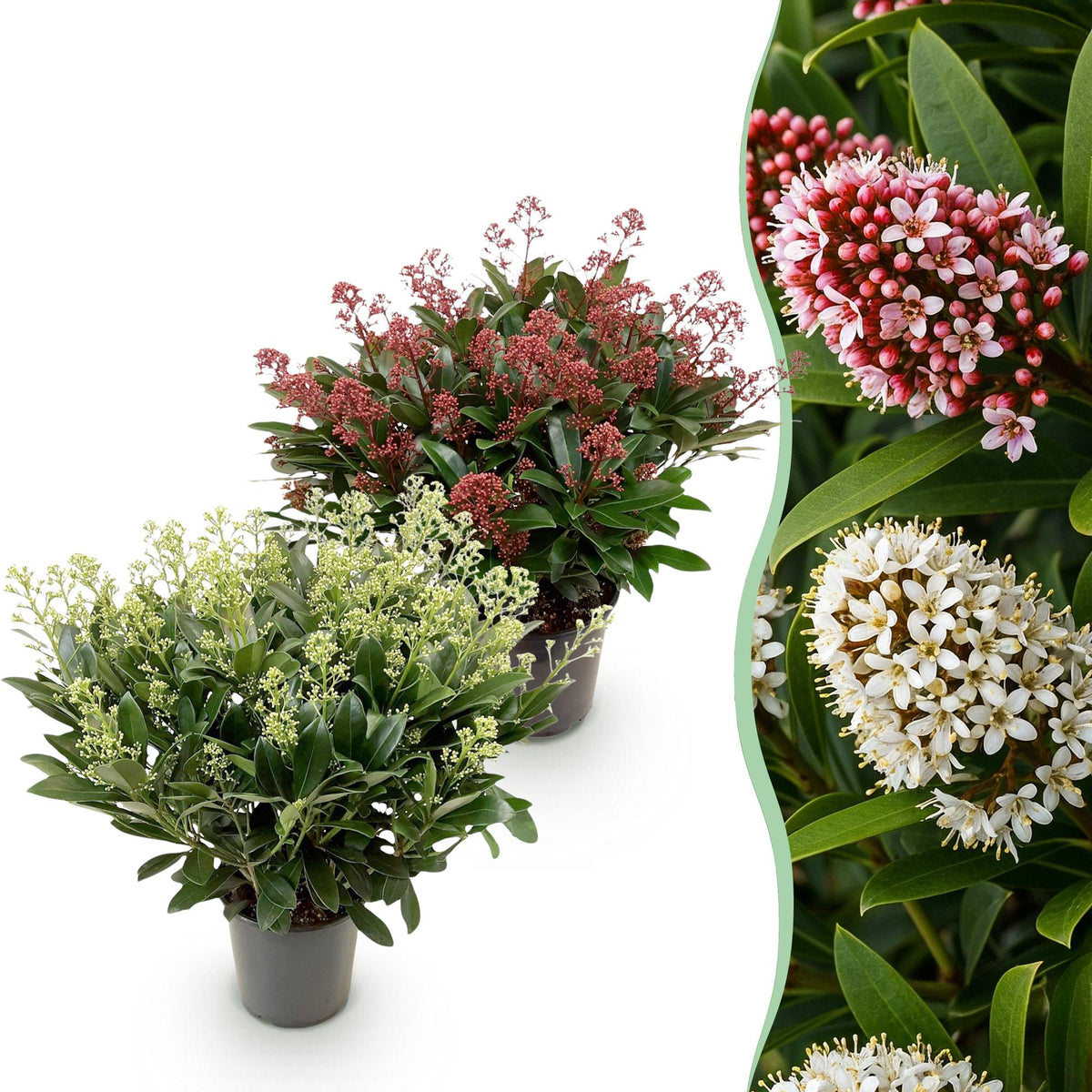 Skimmia japonica ‘Duo’ – winterhart – weiße & rote Blüten – von 10 bis zu 40 Blüten – 2 Pflanzen – 19 cm Topf, ca. 60 cm hoch - Green Guardia - Ihr Experte für Schädlinge und Pflanzen