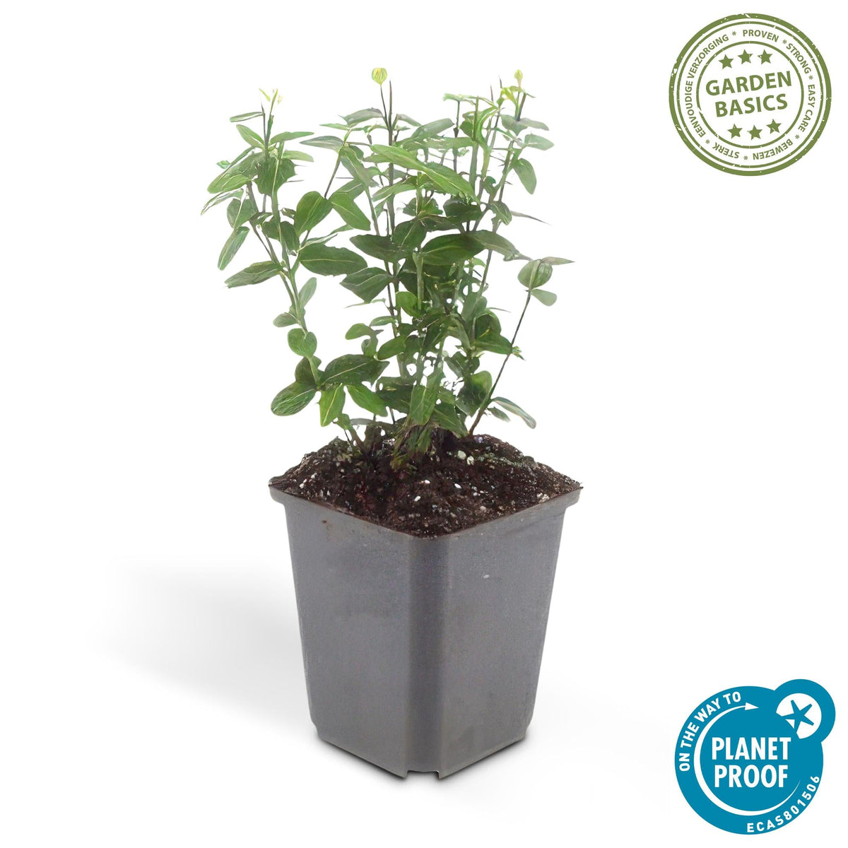 Spindelstrauch ‘Radicans’ – kompakte, immergrüne Sorte, 9 cm Topf, 10–25 cm Höhe - Green Guardia - Ihr Experte für Schädlinge und Pflanzen