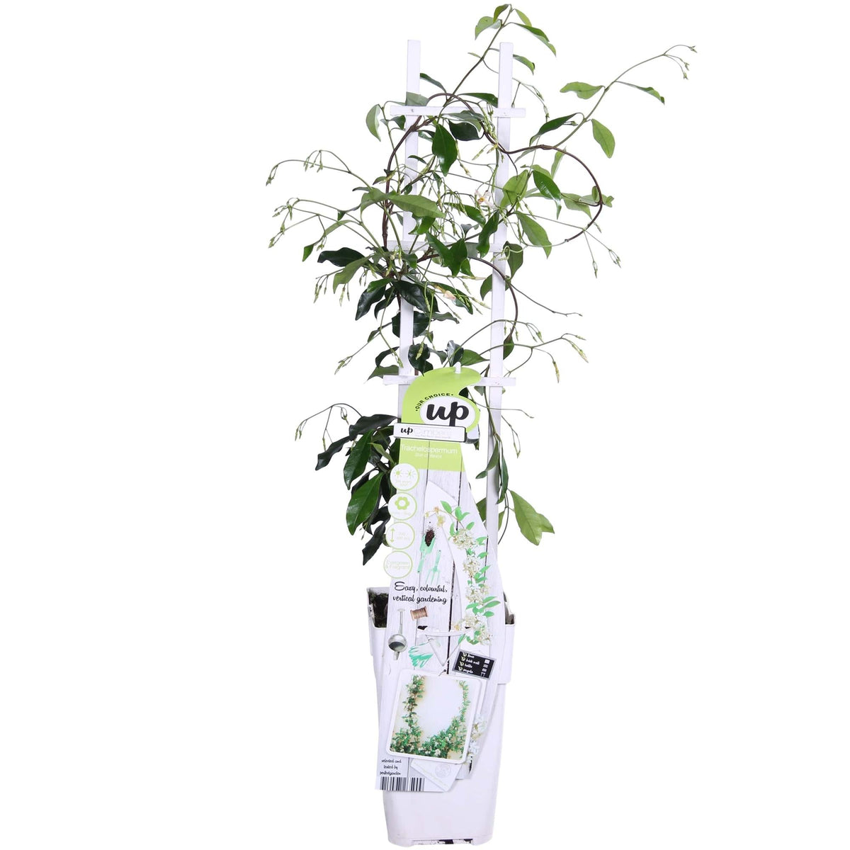 Trachelospermum ‘Star of Venice’ – immergrüner Jasmin, weiße Blüten, 15 cm Topf, 65 cm hoch - Green Guardia - Ihr Experte für Schädlinge und Pflanzen