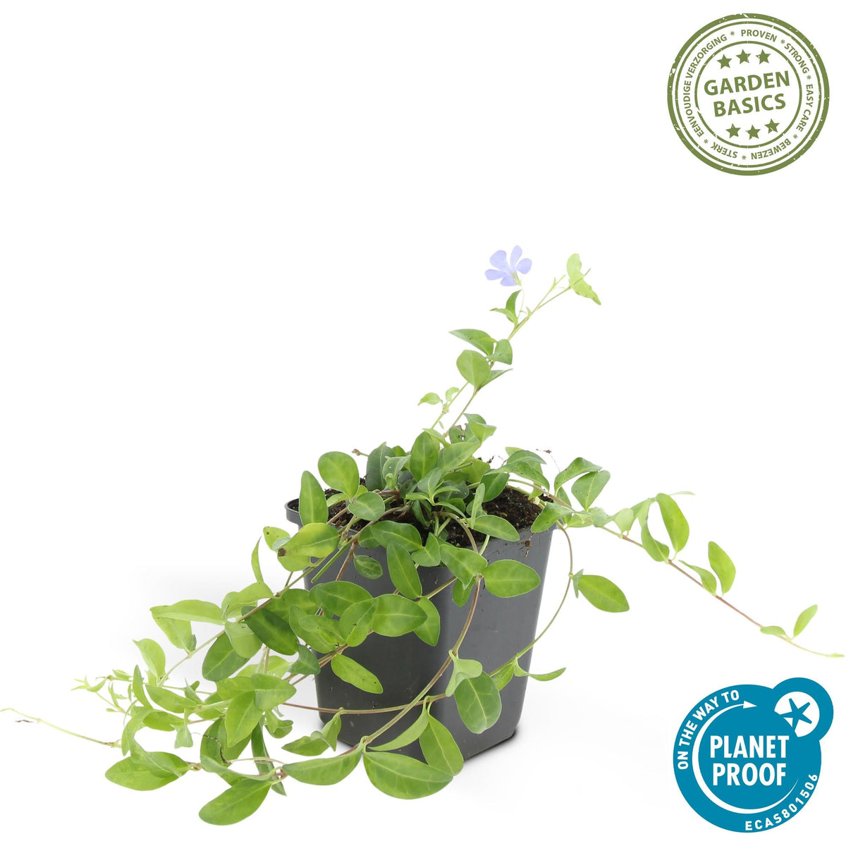 Vinca minor – bodendeckender Immergrün - Klassiker, 9 cm Topf, 10–25 cm Höhe - Green Guardia - Ihr Experte für Schädlinge und Pflanzen