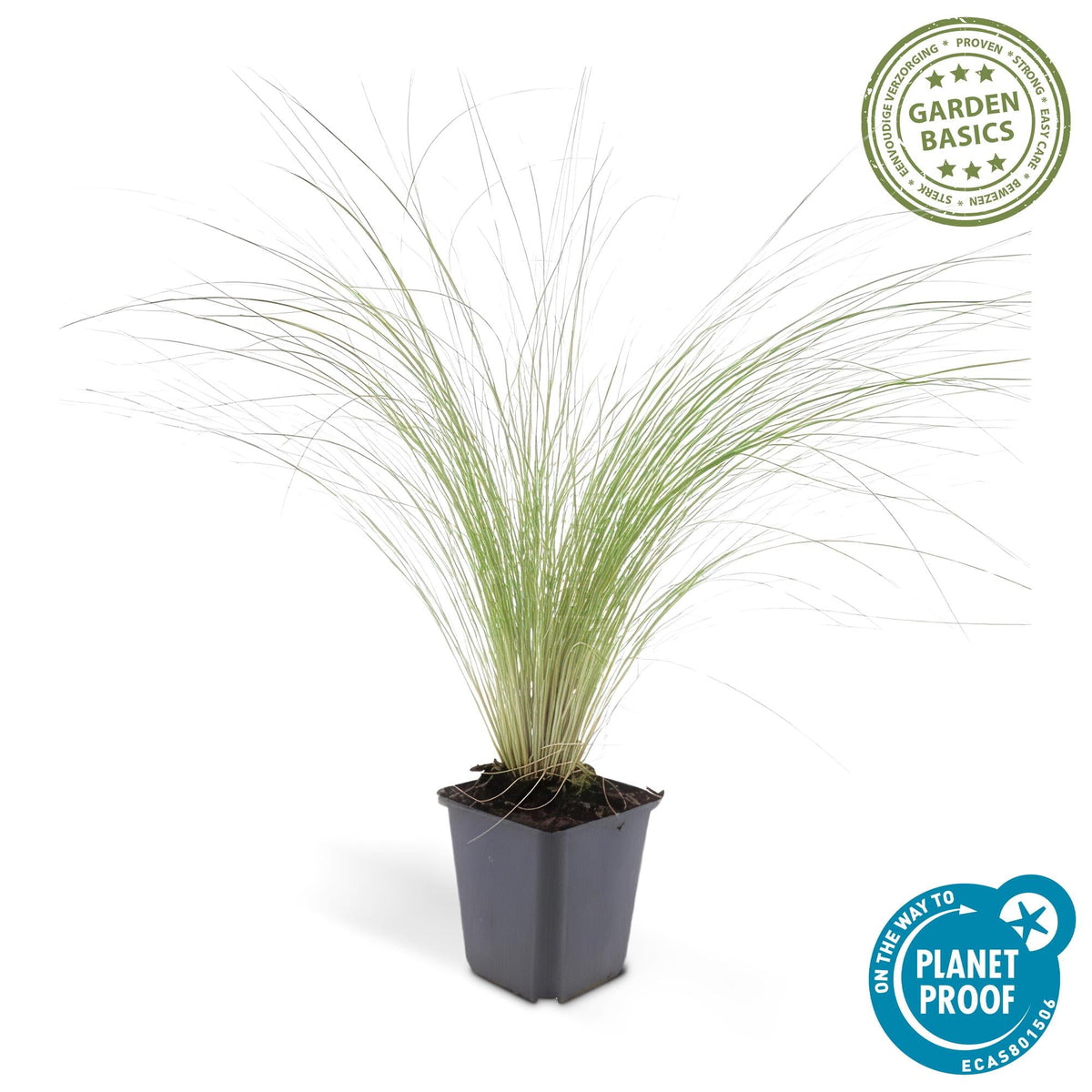 Zartes Mexikanisches Federgras ‘Ponytails’ – 9 cm Topf, 10–25 cm - Green Guardia - Ihr Experte für Schädlinge und Pflanzen