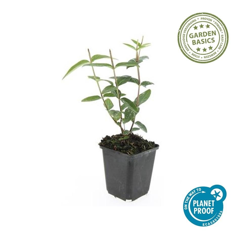 Zier - Johanniskraut (Hypericum inodorum) – 9 cm Topf, 10–25 cm hoch - Green Guardia - Ihr Experte für Schädlinge und Pflanzen