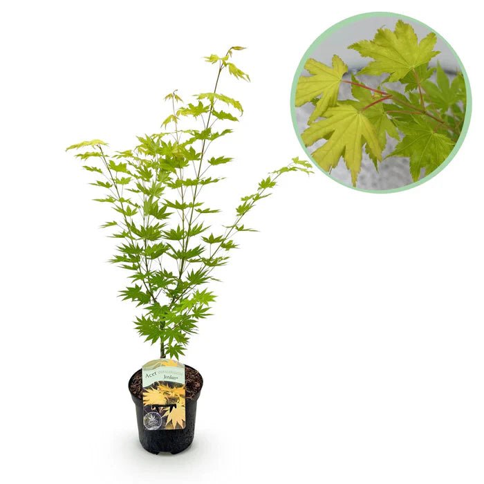 Acer palmatum ‘Jordan’ pflegen – Standort, Wachstum & Tipps für leuchtendes Ahornlaub - Green Guardia - Ihr Experte für Schädlinge und Pflanzen