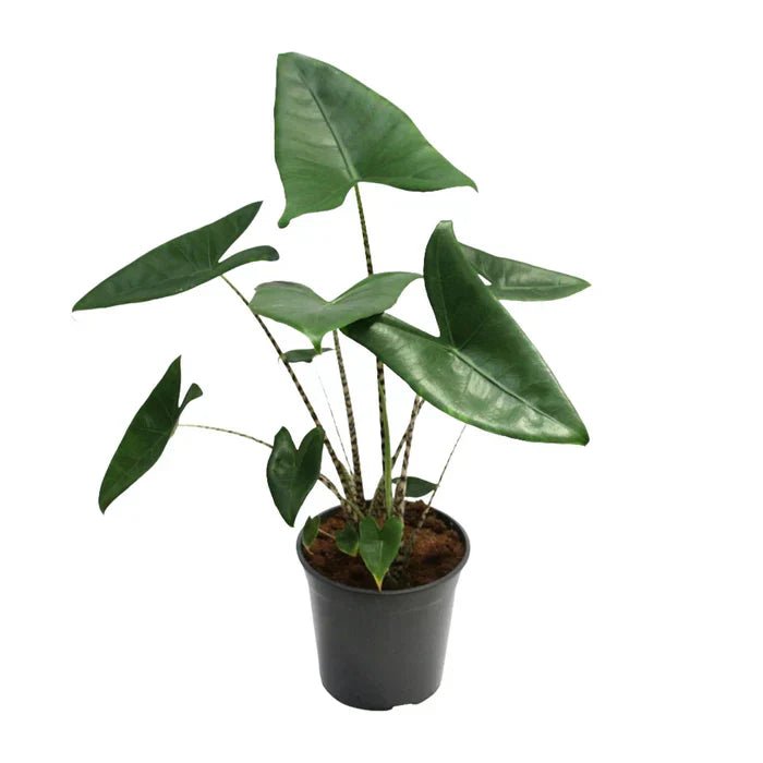 Alocasia Zebrina Pflege: Tipps für das Zebrablatt - Green Guardia - Ihr Experte für Schädlinge und Pflanzen