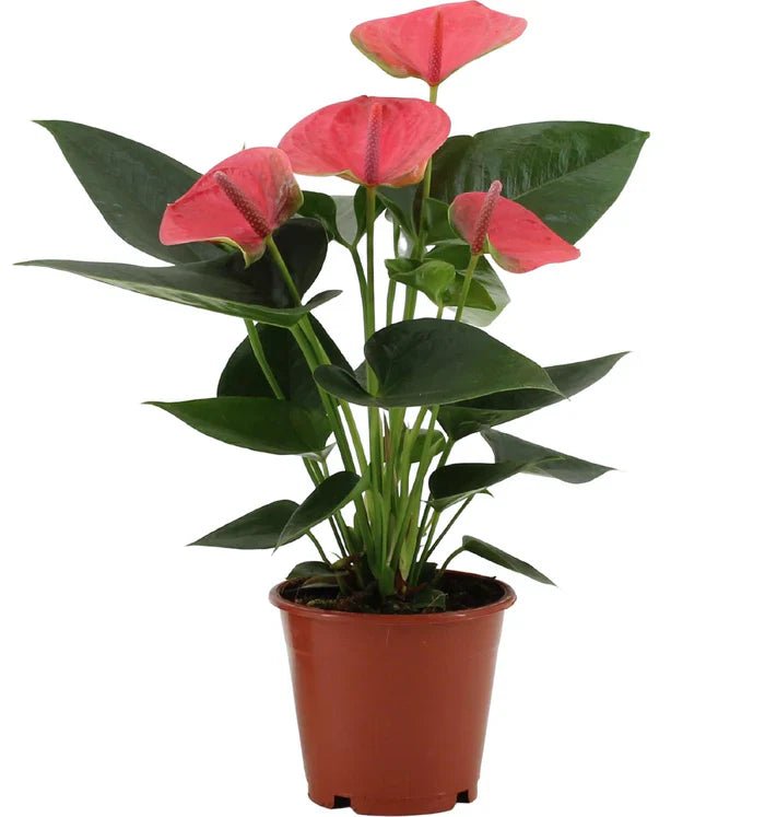 Anthurium Guide: Die Flamingoblume für exotische Eleganz und reine Luft - Green Guardia - Ihr Experte für Schädlinge und Pflanzen