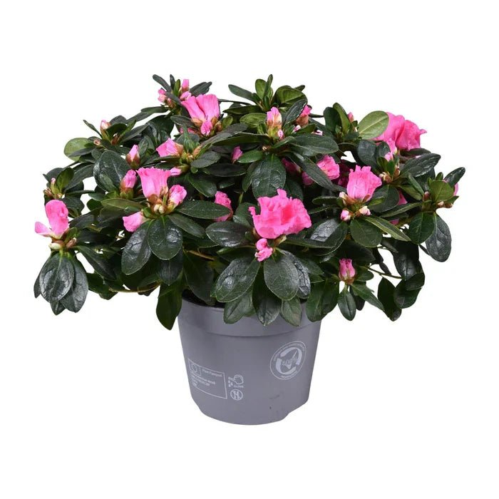 Azalea ‘Rose Vogel’ pflegen – kompakte Blütenpracht für drinnen & draußen - Green Guardia - Ihr Experte für Schädlinge und Pflanzen