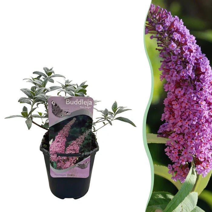 Buddleja ‘Pink Delight’ pflegen – Standort, Schnitt & Tipps für üppige Blüten - Green Guardia - Ihr Experte für Schädlinge und Pflanzen