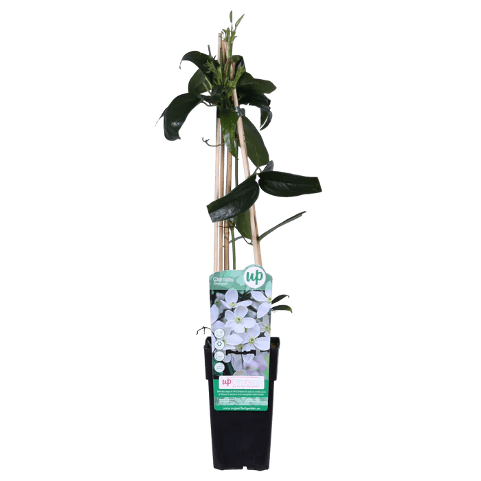 Clematis armandii pflegen – immergrüne Kletterpflanze mit weißen Blüten - Green Guardia - Ihr Experte für Schädlinge und Pflanzen
