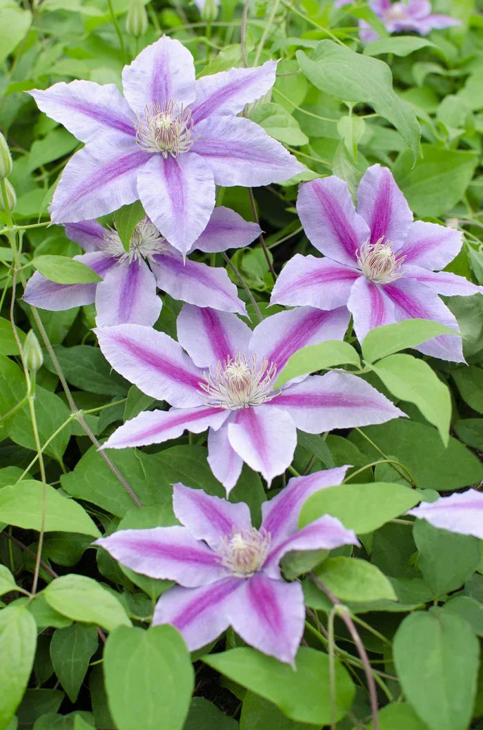 Clematis ‘Dr. Ruppel’ pflegen – zweifarbige Sommerblüten für Rankhilfen & Wände - Green Guardia - Ihr Experte für Schädlinge und Pflanzen