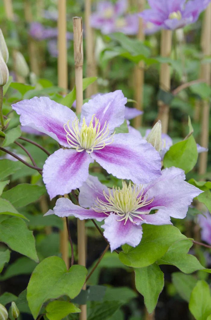 Clematis ‘Piilu’ pflegen – reichblühende Kletterpflanze mit rosa Blüten - Green Guardia - Ihr Experte für Schädlinge und Pflanzen