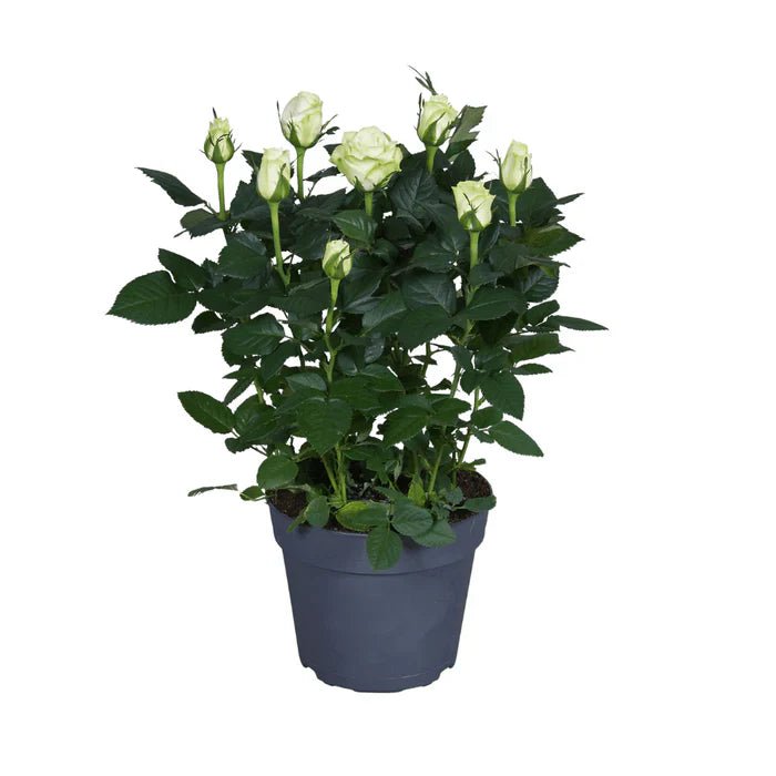 Die Weiße Rose – Zeitlose Eleganz und Expertentipps für eine strahlende Blütenpracht - Green Guardia - Ihr Experte für Schädlinge und Pflanzen