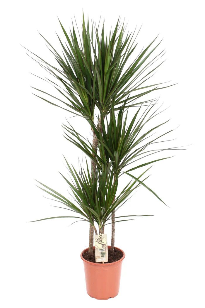 Dracaena marginata – Drachenbaum pflegen, Standort wählen und gesund erhalten - Green Guardia - Ihr Experte für Schädlinge und Pflanzen