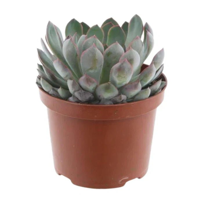 Echeveria Pelisuda – Die Rosetten-Sukkulente pflegen: Tipps für Standort, Gießen und dauerhafte Schönheit - Green Guardia - Ihr Experte für Schädlinge und Pflanzen
