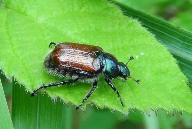 Effektive Bekämpfung des Gartenlaubkäfers: Natürliche und nachhaltige Methoden - Green Guardia - Ihr Experte für Schädlinge und Pflanzen