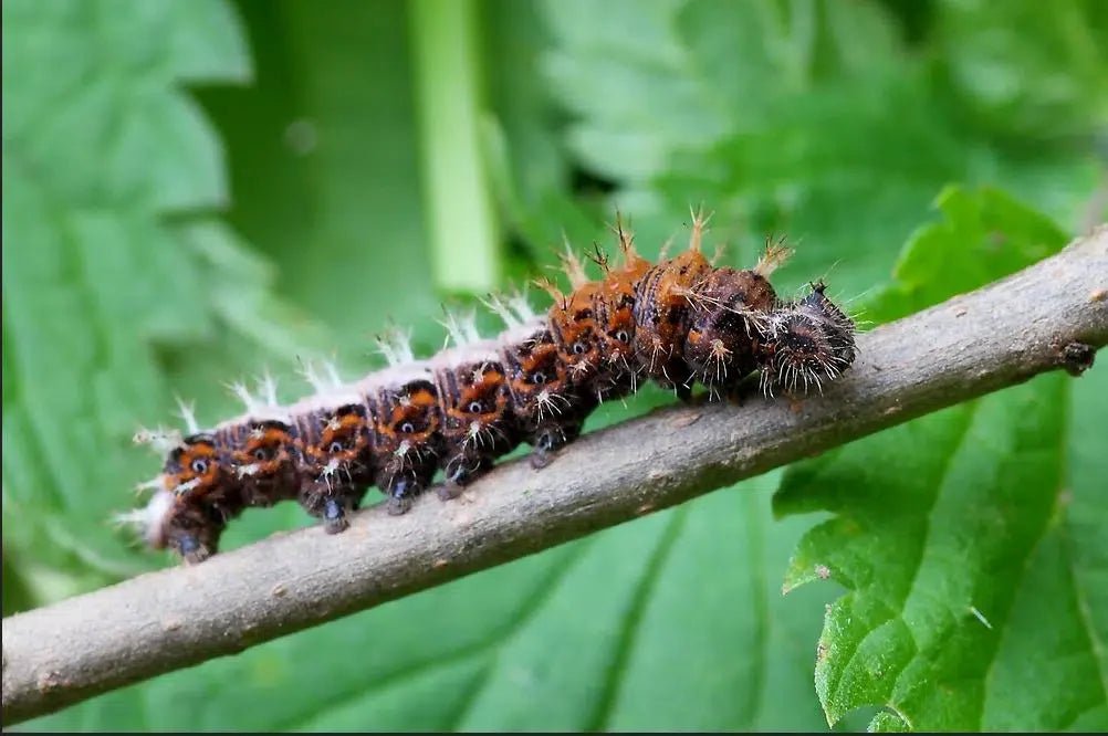Falterraupen effektiv bekämpfen: Natürliche Lösungen für Ihren Garten - Green Guardia - Ihr Experte für Schädlinge und Pflanzen