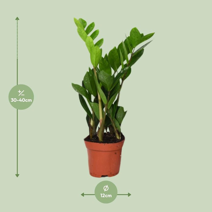 Glücksfeder (Zamioculcas zamiifolia) – Die unkaputtbare Zimmerpflanze: Tipps für Pflege, Standort und Wachstum - Green Guardia - Ihr Experte für Schädlinge und Pflanzen