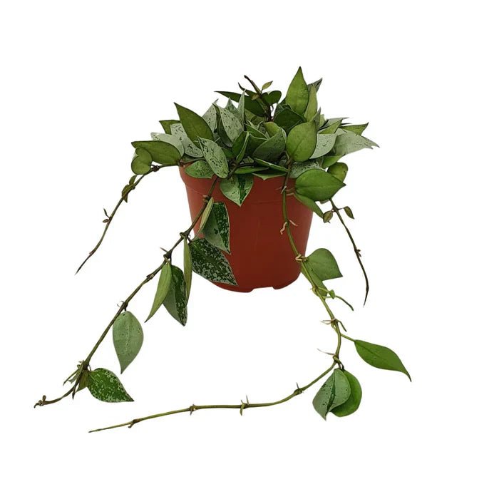 Hoya Krohniana ‘Eskimo’ – So pflegst du die silberne Wachsblume für gesundes Wachstum - Green Guardia - Ihr Experte für Schädlinge und Pflanzen