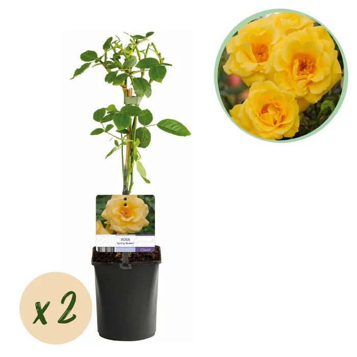 Kletterrose ‘Spring Queen’ pflegen – Standort, Schnitt & üppige gelbe Blüten - Green Guardia - Ihr Experte für Schädlinge und Pflanzen