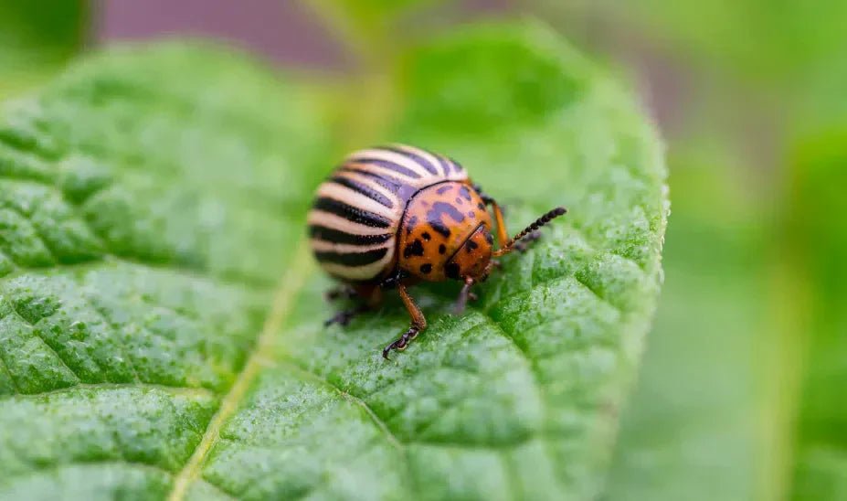 Natürliche Methoden zur Bekämpfung des Kartoffelkäfers: Umweltschonend und effektiv - Green Guardia - Ihr Experte für Schädlinge und Pflanzen