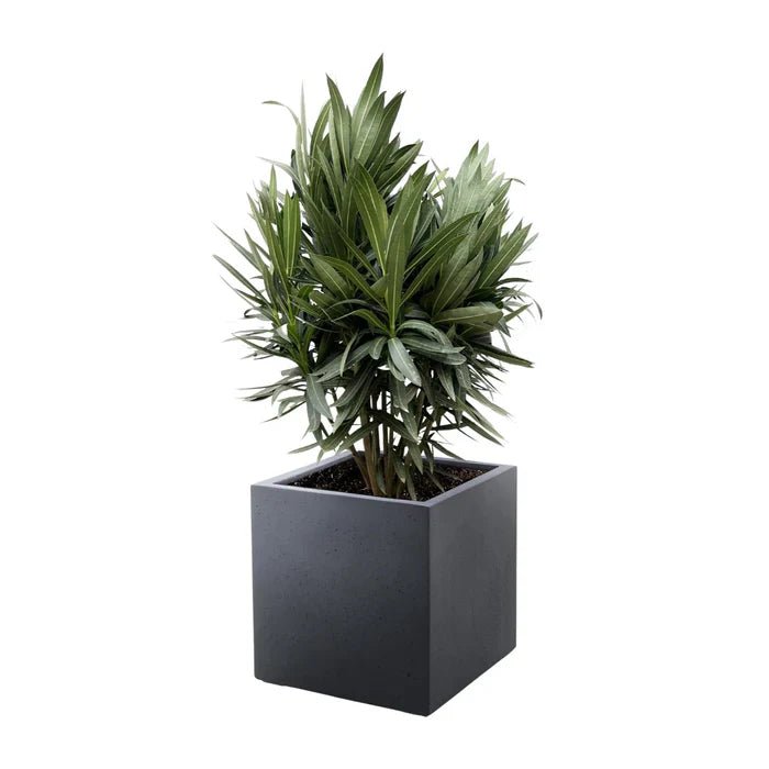 Oleander (Nerium oleander) – Mediterrane Blütenpracht für deine Terrasse - Green Guardia - Ihr Experte für Schädlinge und Pflanzen