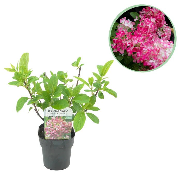 Rispenhortensie ‘Pink Diamond’ pflegen – Standort, Schnitt & große Blüten - Green Guardia - Ihr Experte für Schädlinge und Pflanzen