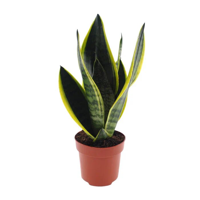 Sansevieria Futura ‘Superba’ – Der Bogenhanf: Unkaputtbarer Style für dein Zuhause - Green Guardia - Ihr Experte für Schädlinge und Pflanzen