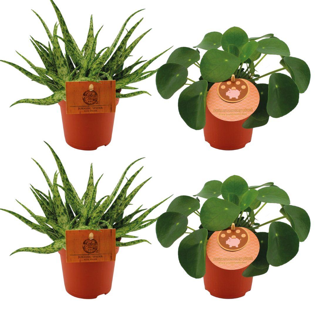 2x Aloe ‘Spider’ & 2x Pilea peperomioides – 4 Pflanzen – 10,5 cm Topf, 10 cm hoch - Green Guardia - Ihr Experte für Schädlinge und Pflanzen