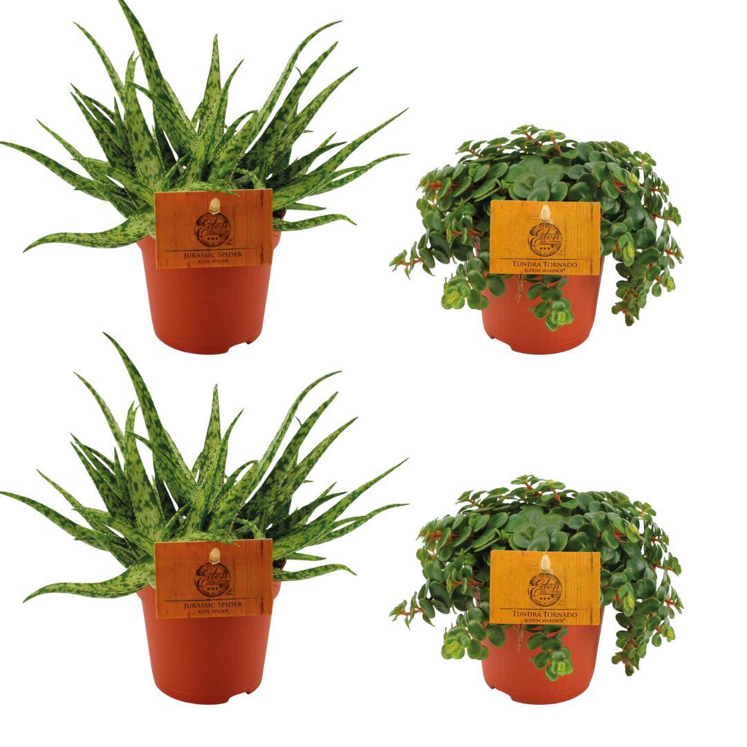 2x Aloe ‘Spider’ & 2x Sedum ‘Tornado’ – 4 Pflanzen – 10,5 cm Topf, 10 cm hoch - Green Guardia - Ihr Experte für Schädlinge und Pflanzen
