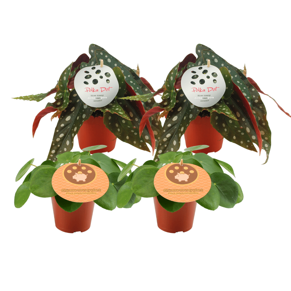 2x Pilea peperomioides & 2x Begonia maculata – 4 Pflanzen – 12 cm Topf, 20 cm hoch - Green Guardia - Ihr Experte für Schädlinge und Pflanzen