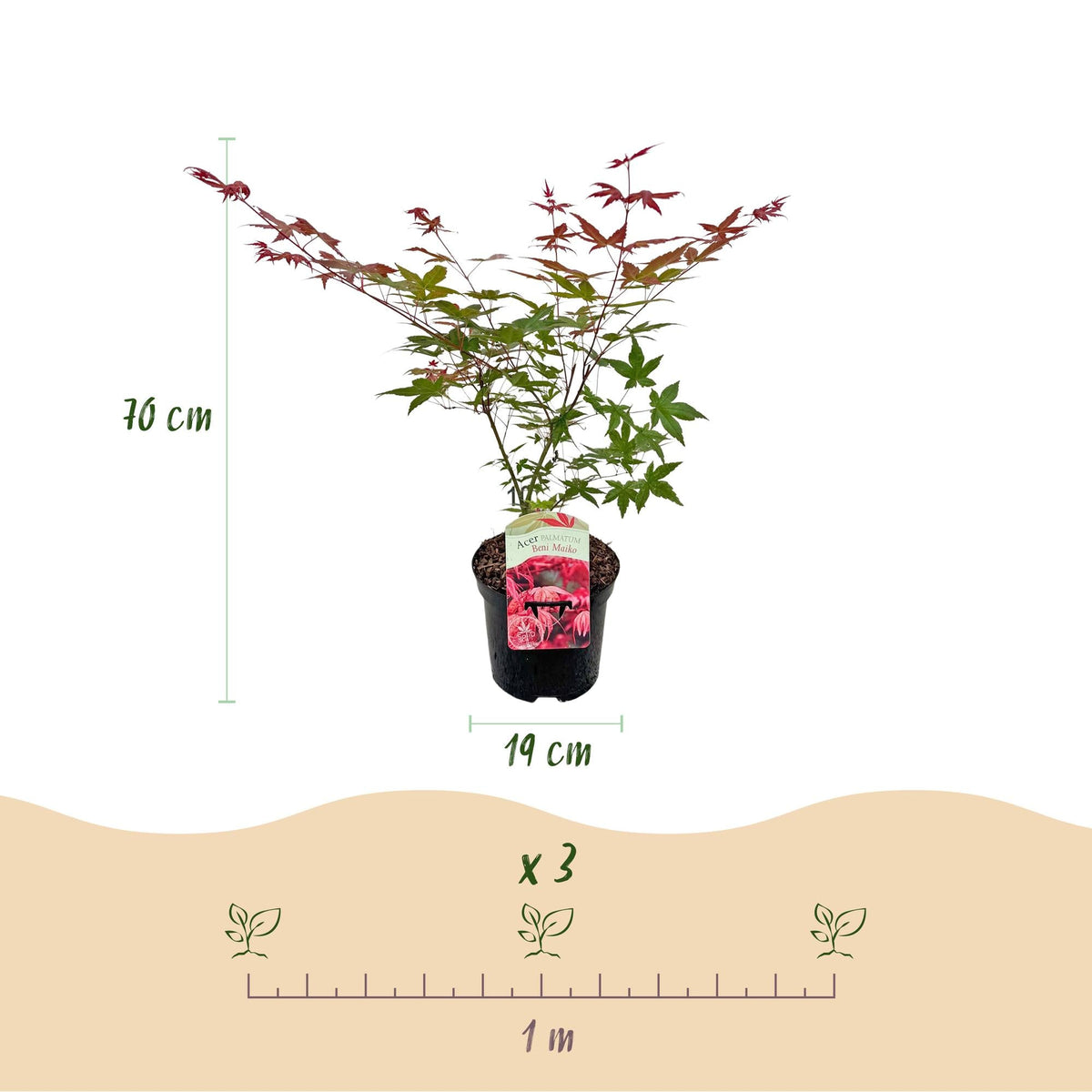 Acer Palmatum ‘Beni Maiko’ – Japanischer Ahorn, laubabwerfend – 19 cm Topf, 70 cm hoch - Green Guardia - Ihr Experte für Schädlinge und Pflanzen