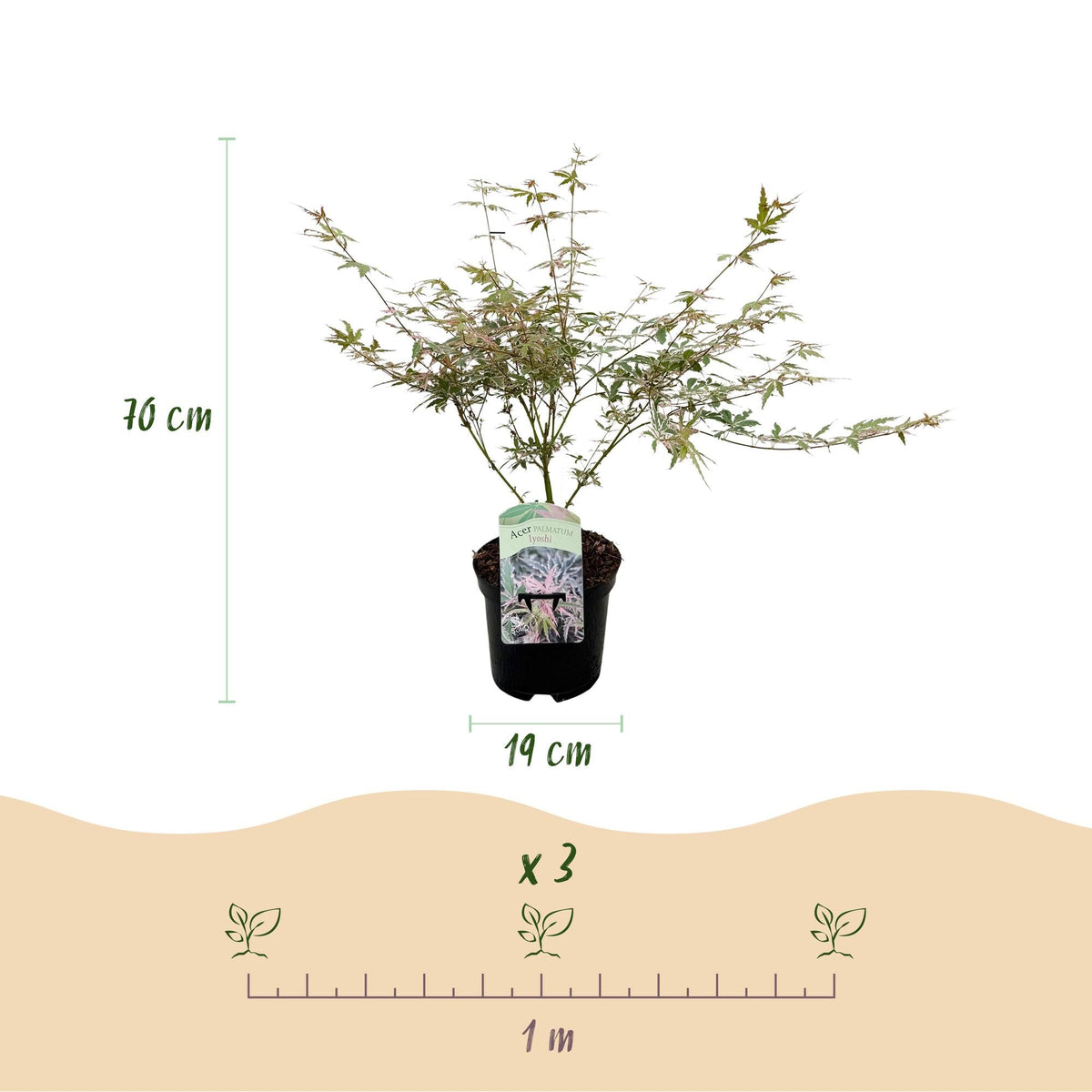 Acer Palmatum ‘Iyoshi’ – Japanischer Ahorn, laubabwerfend – 19 cm Topf, 70 cm hoch - Green Guardia - Ihr Experte für Schädlinge und Pflanzen