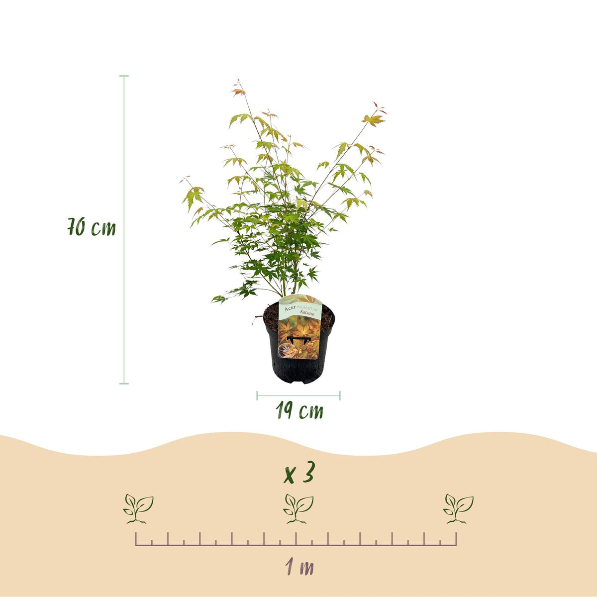 Acer Palmatum ‘Katsura’ – Japanischer Ahorn, laubabwerfend – 19 cm Topf, 70 cm hoch - Green Guardia - Ihr Experte für Schädlinge und Pflanzen