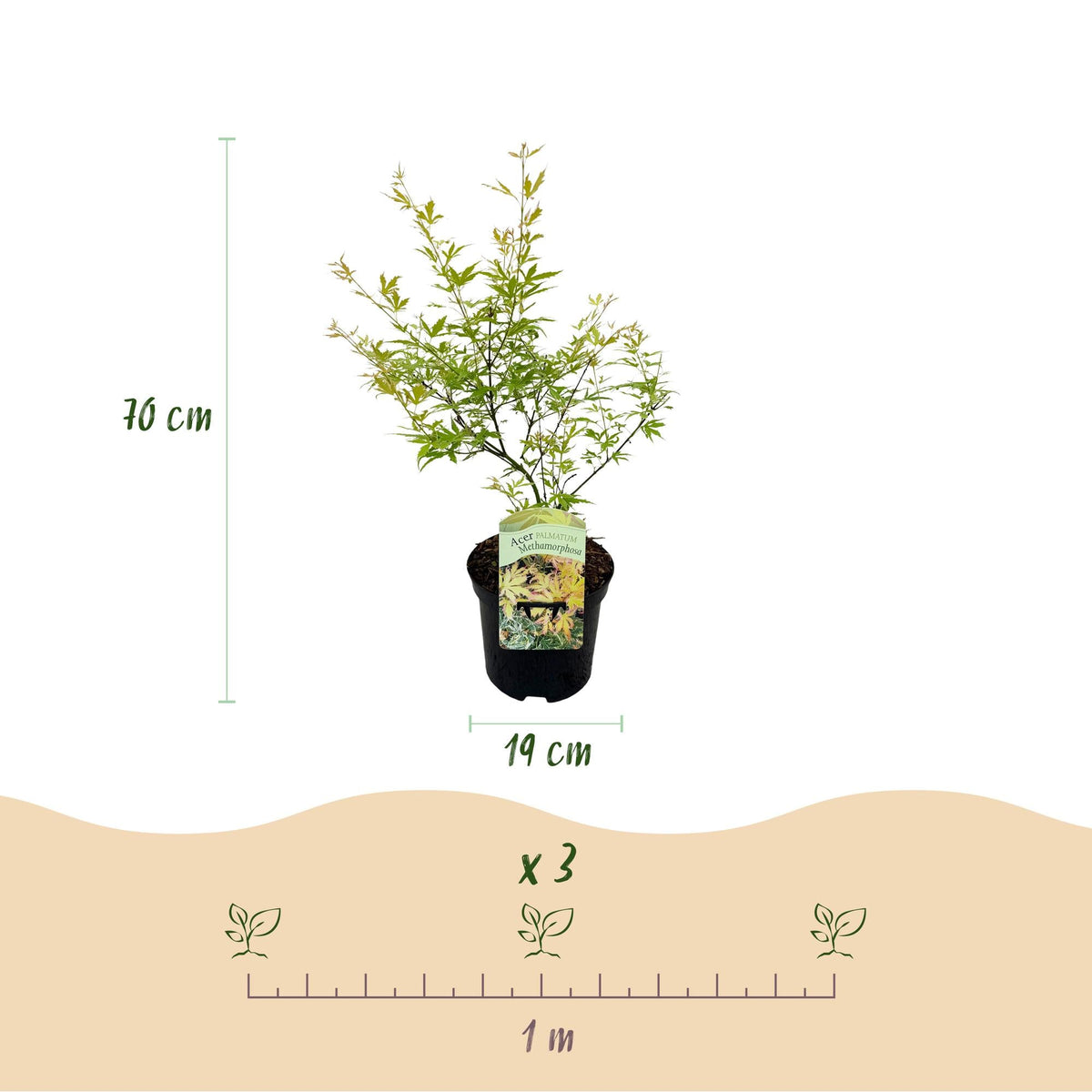 Acer Palmatum ‘Metamorphosa’ – Japanischer Ahorn, laubabwerfend – 19 cm Topf, 70 cm hoch - Green Guardia - Ihr Experte für Schädlinge und Pflanzen