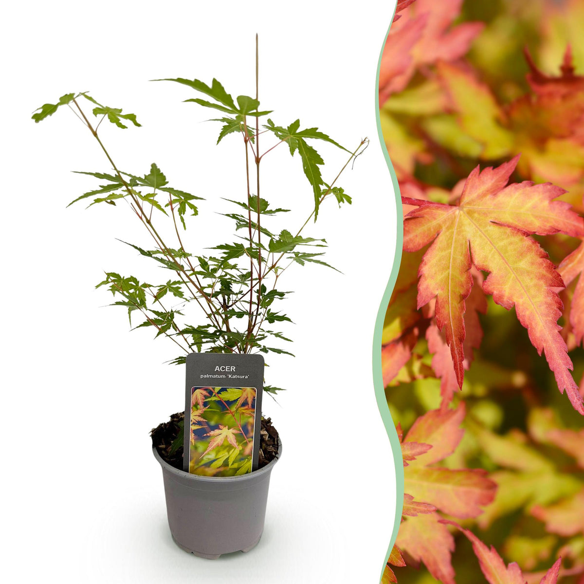 Acer palmatum ‘Sangokaku’ – laubabwerfend & pflegeleicht – grün – 12 cm Topf, ca. 35 cm hoch - Green Guardia - Ihr Experte für Schädlinge und Pflanzen