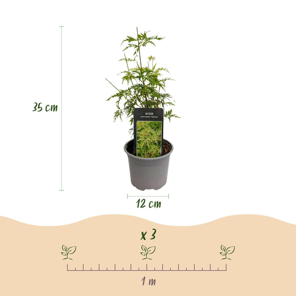 Acer palmatum ‘Seiryu’ – laubabwerfend & pflegeleicht – grün – 12 cm Topf, ca. 35 cm hoch - Green Guardia - Ihr Experte für Schädlinge und Pflanzen
