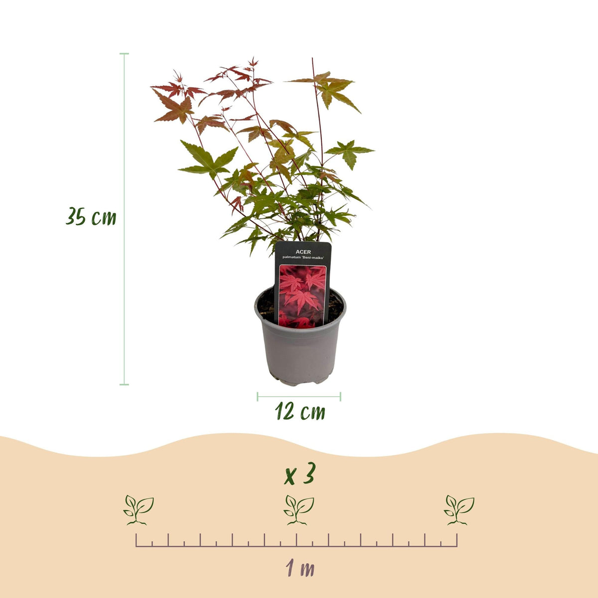 Acer palmatum ‘Tricolour’ – 3 Pflanzen – laubabwerfend & pflegeleicht – rot - grün - orange – 12 cm Topf, ca. 35 cm hoch - Green Guardia - Ihr Experte für Schädlinge und Pflanzen